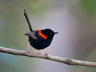 <span class="mw-page-title-main">Red-backed fairywren</span> Passerine bird in the Australasian wren family