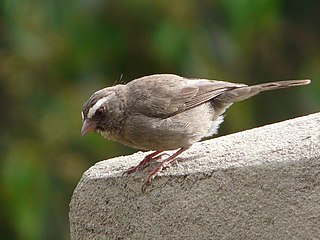 <span class="mw-page-title-main">Brown-rumped seedeater</span> Species of bird