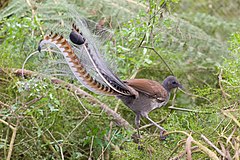 Superb Lyrebird in scrub. Australia. Photo by Fir0002/Flagstaffotos.