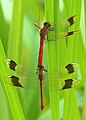 Sympetrum pedemontanum (Gebänderte Heidelibelle, Tandem) [D]