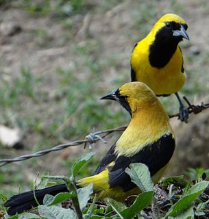 Yellow-backed oriole Species of bird