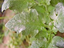 Echte meeldauw (Oidium lycopersicum) op tomatenblad