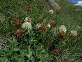 Trifolium pratense ssp. nivale Switzerland - Zermatt