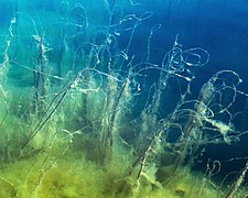 Underwater slope in Gullmarn fjord 2