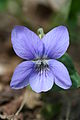 Dimm blákolla (Viola riviniana)