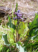 Cynoglossum grande