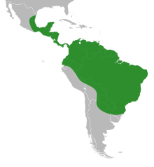 Xanthosoma distribution.svg