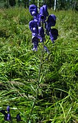 Aconitum baicalense