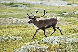 Rensdyr i Kebnekaise-dalen. Foto: Alexandre Buisse, 2007