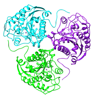 Arginase