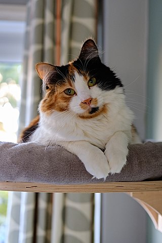 <span class="mw-page-title-main">Calico cat</span> Cat with a three colored coat