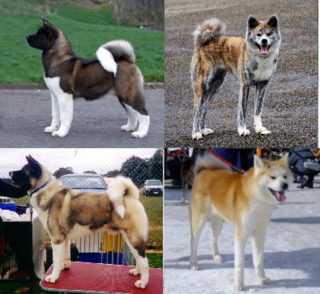 <span class="mw-page-title-main">Akita (dog)</span> Dog breed