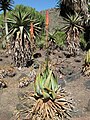 Aloe. Steht im Botanischen Garten, allerdings fehlt die Beschriftung.