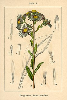 Aster amellus Sturm6.jpg