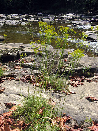 <i>Bigelowia nuttallii</i> Species of flowering plant