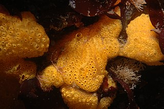 <i>Botrylloides violaceus</i> Species of sea squirt