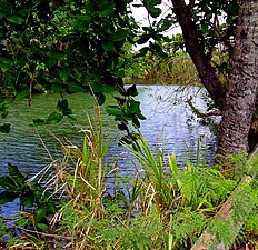 The Camuy River