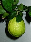 cedro