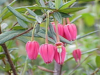 <span class="mw-page-title-main">Elaeocarpaceae</span> Family of flowering plants