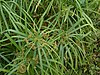 Cyperus alternifolius.jpg