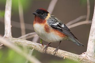 <span class="mw-page-title-main">Bay-breasted warbler</span> Species of bird