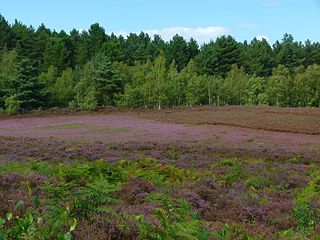 <span class="mw-page-title-main">Dersingham Bog</span> English nature reserve