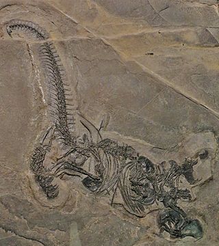 <span class="mw-page-title-main">Avicephala</span> Extinct clade of neodiapsid reptiles