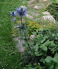 Alpa eringio (Eryngium alpinum)