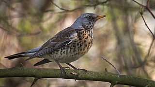 <span class="mw-page-title-main">Fieldfare</span> Species of bird