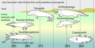 <span class="mw-page-title-main">Evolution of tetrapods</span> Evolution of four legged vertebrates and their derivatives