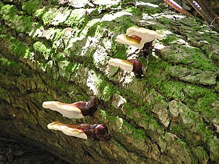 <i>Ganoderma tsugae</i> Species of fungus