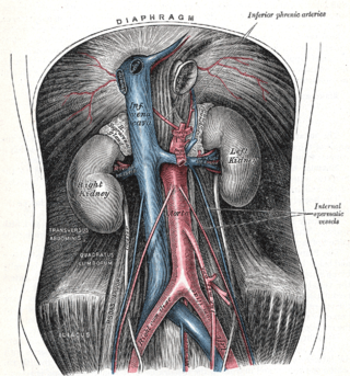 <span class="mw-page-title-main">Testicular artery</span> Branch of the abdominal aorta that supplies blood to the testicle