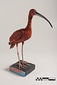 Scarlet ibis, Museum of Veterinary Anatomy (GLAM)