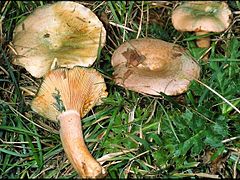 Lactaire semi-sanguin (Lactarius semisanguifluus), verdissant fortement, sous Pin.