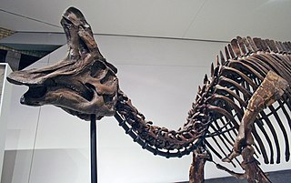 <span class="mw-page-title-main">Lambeosaurini</span> Extinct tribe of dinosaurs