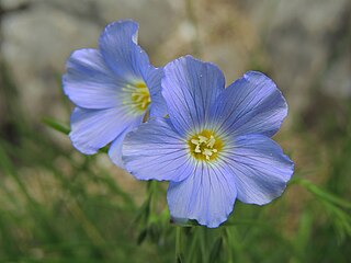 <i>Linum alpinum</i> Species of flowering plant