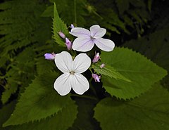 Description de l'image Lunaria rediviva 2015-06-01 OB 122.jpg.