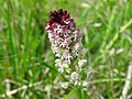 Neotinea ustulata France - Offendorf (Bas-Rhin)