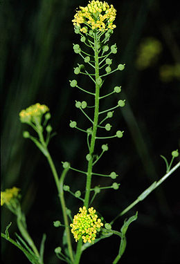 Dirvinė prožiklė (Neslia paniculata)