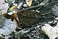 Image 25A camouflaged orange oak leaf butterfly, Kallima inachus (centre) has protective resemblance. (from Animal coloration)