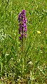 Orchis mascula Germany - Simonswald-Haslach