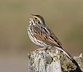 46 Passerculus sandwichensis (Savannah sparrow) created by Cephas, uploaded and nominated by Diaa abdelmoneim