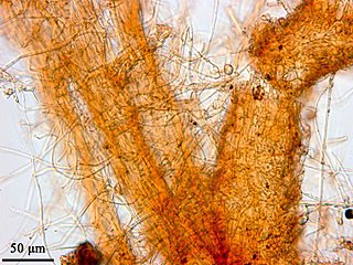 <span class="mw-page-title-main">Texas root rot</span> Pathogenic fungus