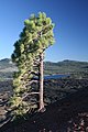 Pinus jeffreyi nel Lassen Volcanic National Park, California