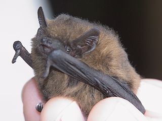 <span class="mw-page-title-main">Common pipistrelle</span> Species of mammal