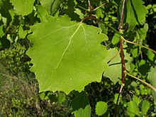 Populus tremula 002.jpg