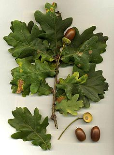 Oak genus of plants