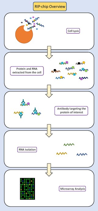 <span class="mw-page-title-main">RNA immunoprecipitation chip</span>