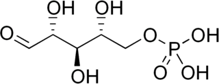 <span class="mw-page-title-main">Ribose 5-phosphate</span> Chemical compound