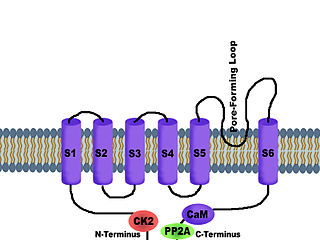 <span class="mw-page-title-main">SK channel</span> Protein subfamily of calcium-activated potassium channels